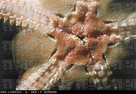 Description: Zoology - Echinoderms - Snake brittle star (Ophioderma longicauda), close-up. Code: DAE-11069161 Collection: De Agostini Editore User license: Rights Managed Photographer: DEA / P DONNINI